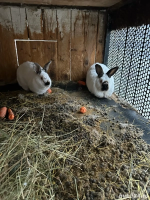 iepuri californieni  - imagine 3