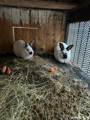 iepuri californieni  - imagine 2