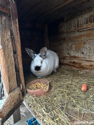 iepuri californieni  - imagine 5