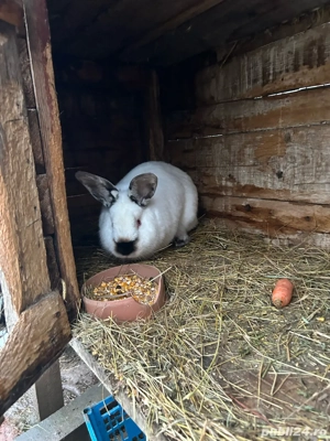 iepuri californieni  - imagine 4