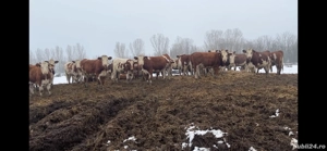 Vand 10 juninci din 40