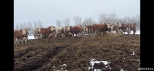 Vand 10 juninci din 40 - imagine 2