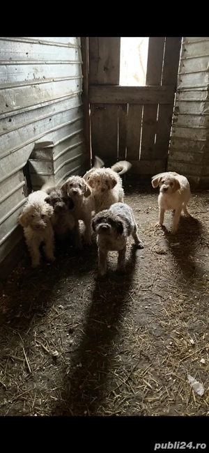 Catelusi Lagoto Trufe - imagine 2