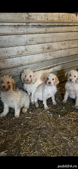 Catelusi Lagoto Trufe - imagine 3