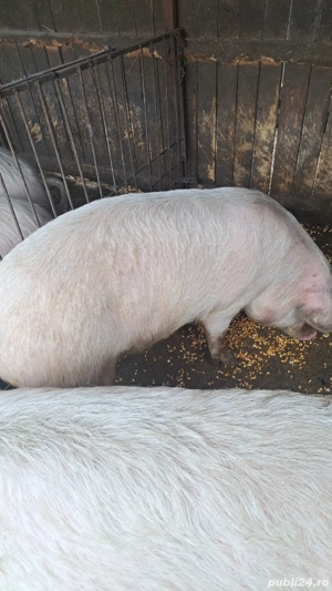 Porci de vânzare  - imagine 2