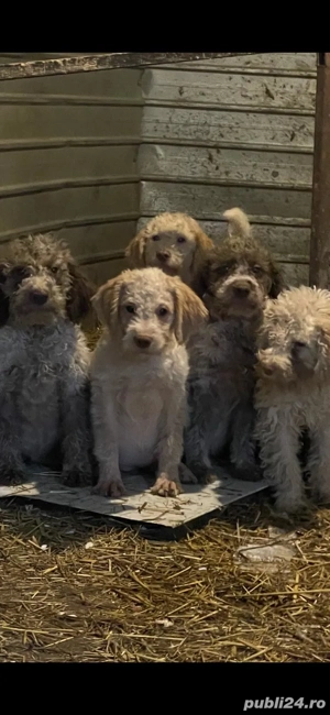 Catelusi Lagoto Trufe - imagine 4