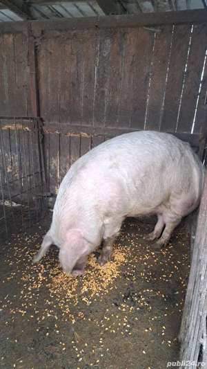 Porci de vânzare  - imagine 4