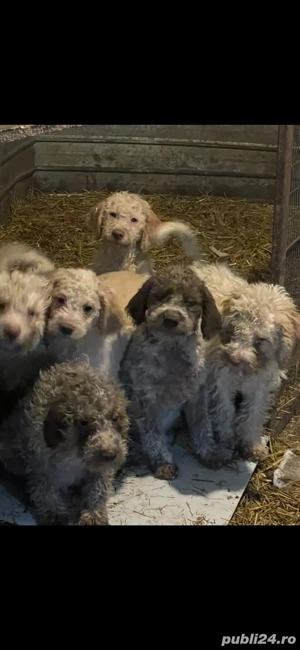 Catelusi Lagoto Trufe - imagine 5