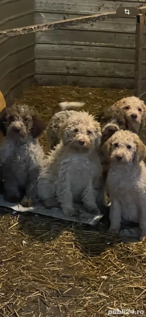 Catelusi Lagoto Trufe