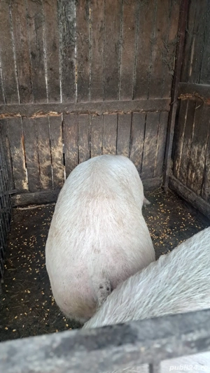 Porci de vânzare  - imagine 3