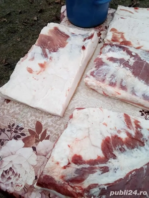 Porci crescuți cu cereale  - imagine 2