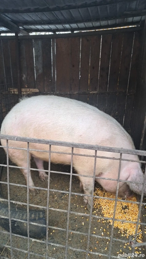 Porci de vânzare  - imagine 5