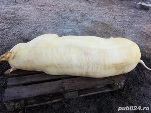 Porci crescuți cu cereale  - imagine 4