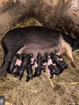 Vând scroafă cu purcei mai multe  - imagine 2