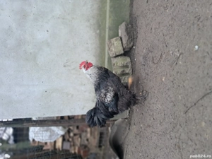 Vând cocoși brahma - imagine 3