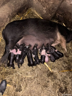 Vând scroafă cu purcei mai multe 