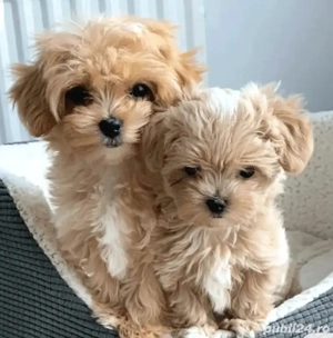 Catelusi  Maltipoo toy (pudel- bichon)