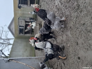 Vând cocoși brahma - imagine 4