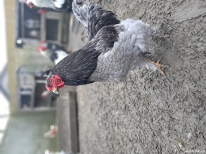 Vând cocoși brahma