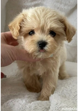 Catelusi  Maltipoo toy (pudel- bichon)
