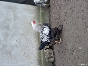 Vând cocoși brahma - imagine 2