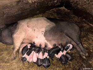 Vând scroafă cu purcei mai multe  - imagine 2