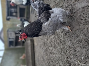 Vând cocoși brahma - imagine 5