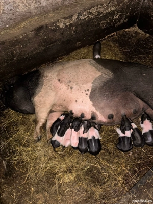 Vând scroafă cu purcei mai multe 