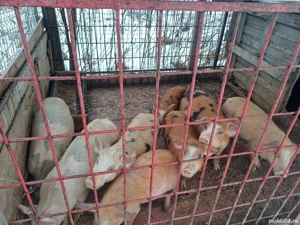 goadin marele alb 35-50kg - imagine 2