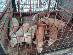 goadin marele alb 35-50kg - imagine 4