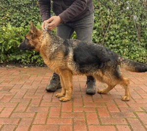 Pui ciobănesc german cu pedigree 