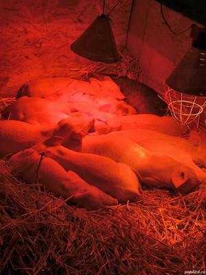 Porci de vânzare  - imagine 2