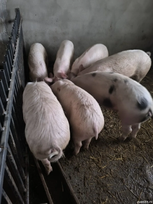 Porci de vânzare 
