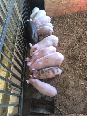 Porci de vânzare  - imagine 4