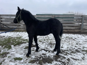 Mânz frizian - imagine 3