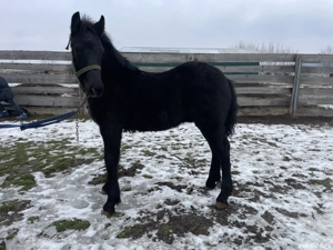 Mânz frizian - imagine 2