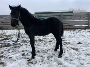 Mânz frizian - imagine 4