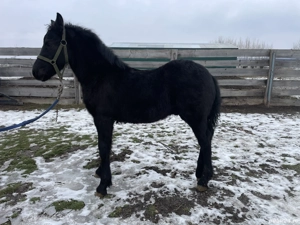 Mânz frizian - imagine 5