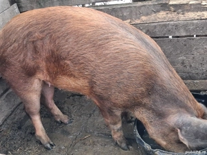 Scroafa de vanzare  - imagine 2