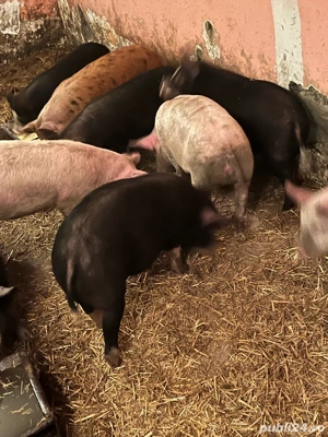 vand suldei 45 50 kg 20 buc castrați prețul 510 lei buc  - imagine 3