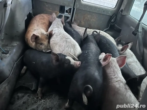 vand suldei 45 50 kg 20 buc castrați prețul 510 lei buc  - imagine 2