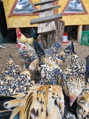 Vand Fazani, Gaini pitice Lemon mii de flori, Sebright si Turturele - imagine 4