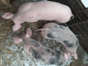 Vând purcei pietreni