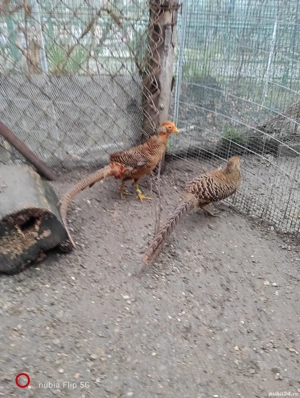 fazani auriu pe rosu