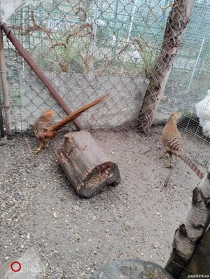 fazani auriu pe rosu - imagine 3