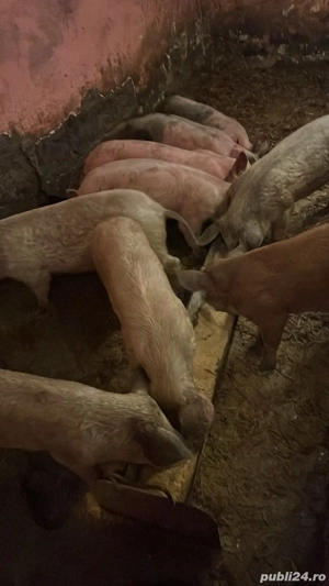 vand suldei 45 50 kg 20 buc castrați prețul 510 lei buc  - imagine 4