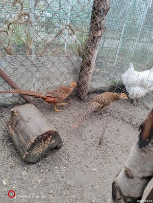 fazani auriu pe rosu - imagine 4