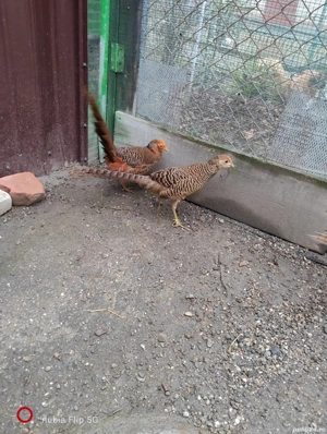 fazani auriu pe rosu - imagine 2