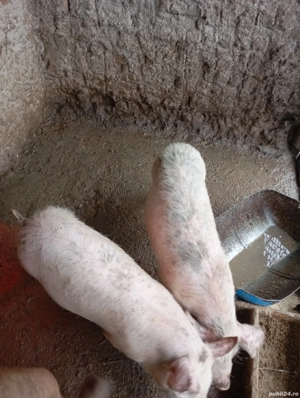 vând purcei  - imagine 4