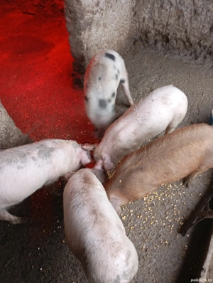 vând purcei  - imagine 3